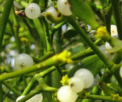 Mistletoe: An Ancient Herb with Modern Applications in Skin Care